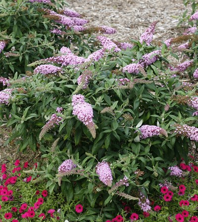 Butterfly Bush Pugster Pink®